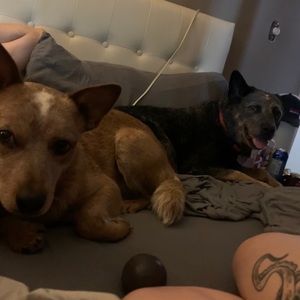 Meet your Posher, Allie